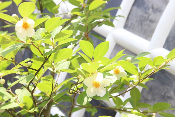 夏椿