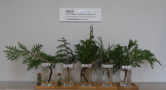 木曽五木