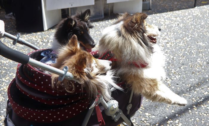 犬の様子