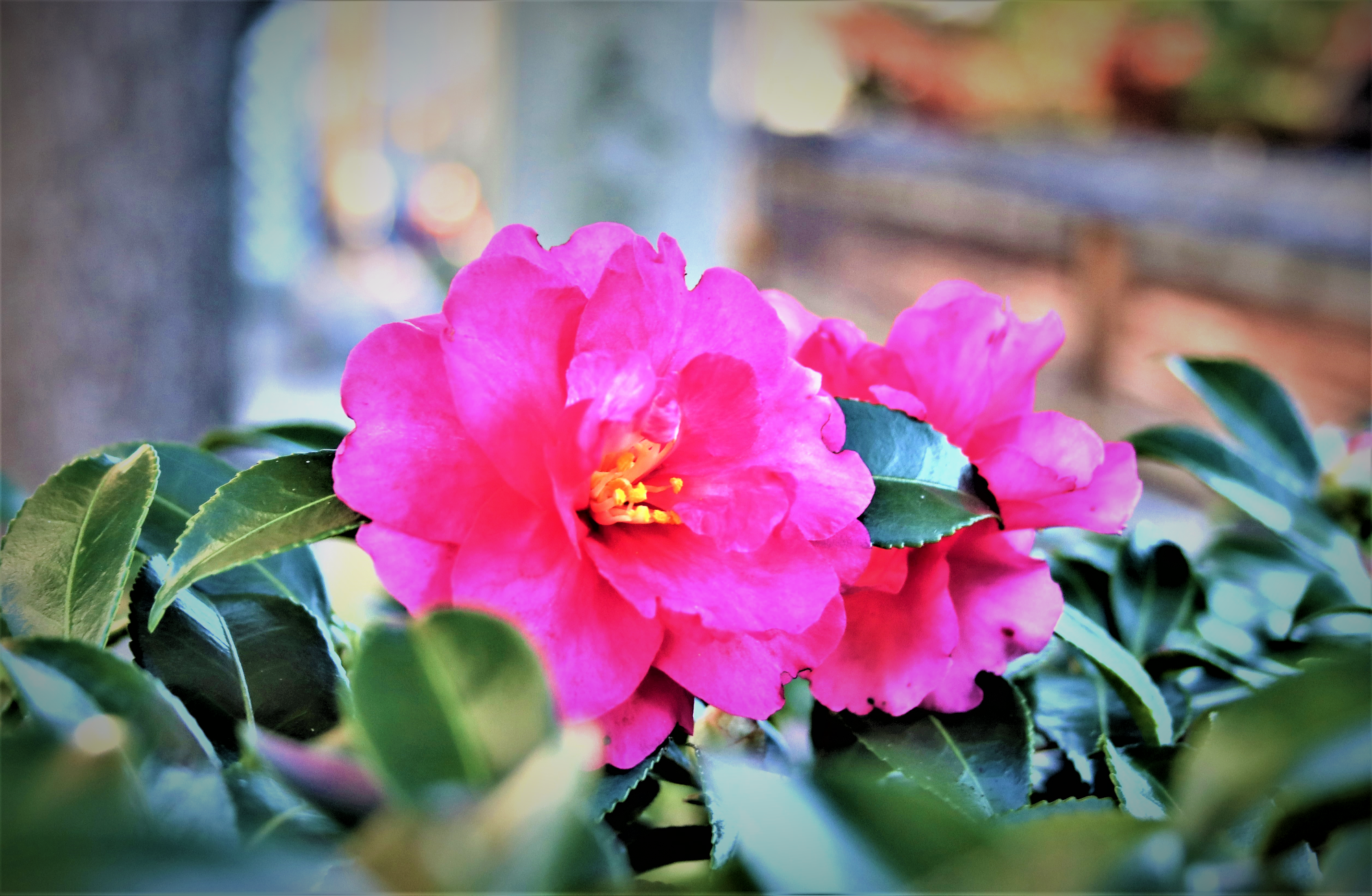 当館の山茶花の花