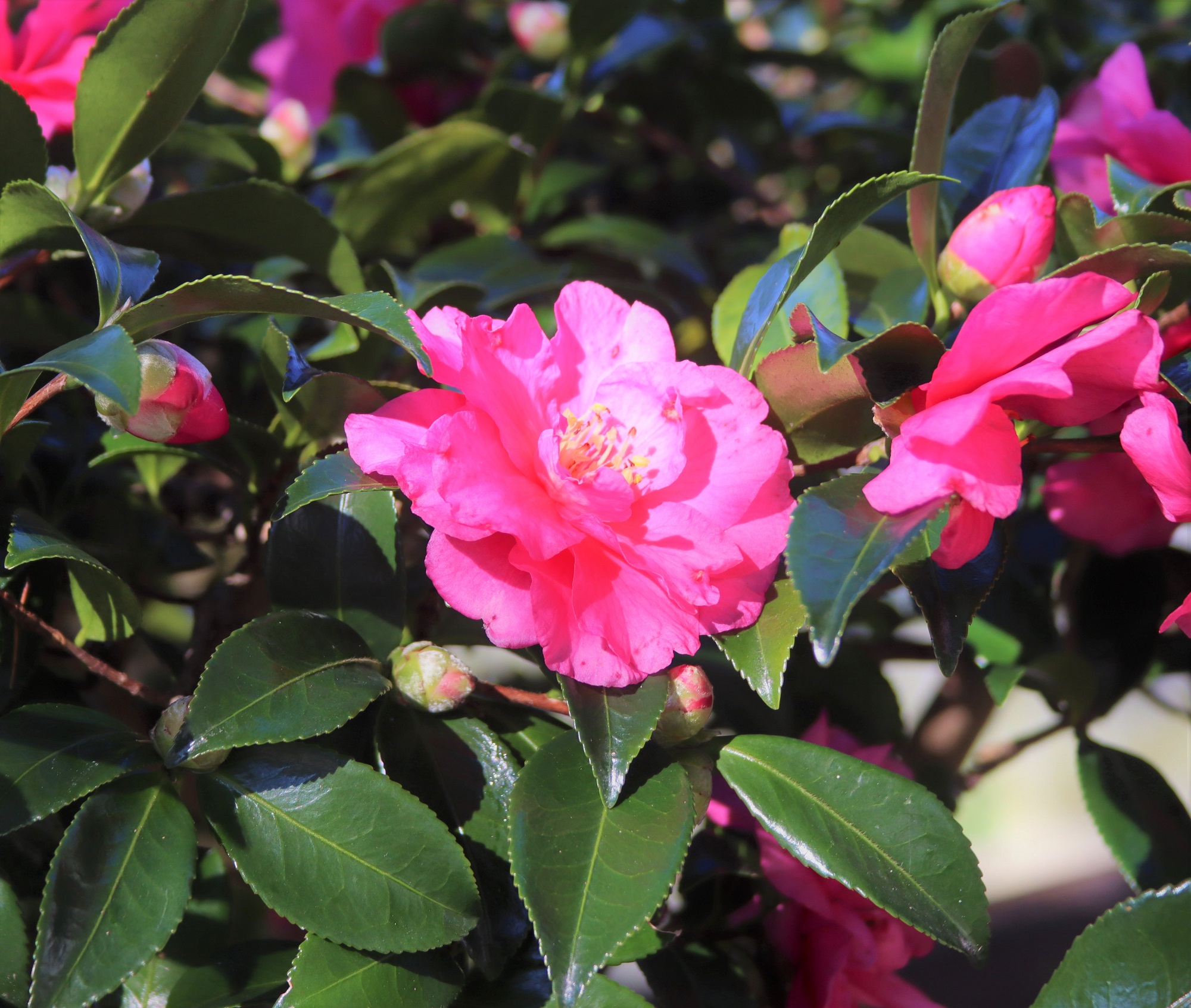 11月の当館山茶花
