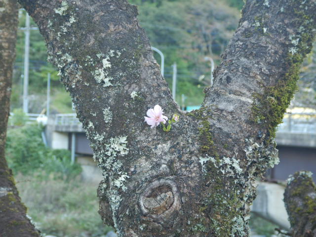 木の幹の表面に咲く季節外れの桜