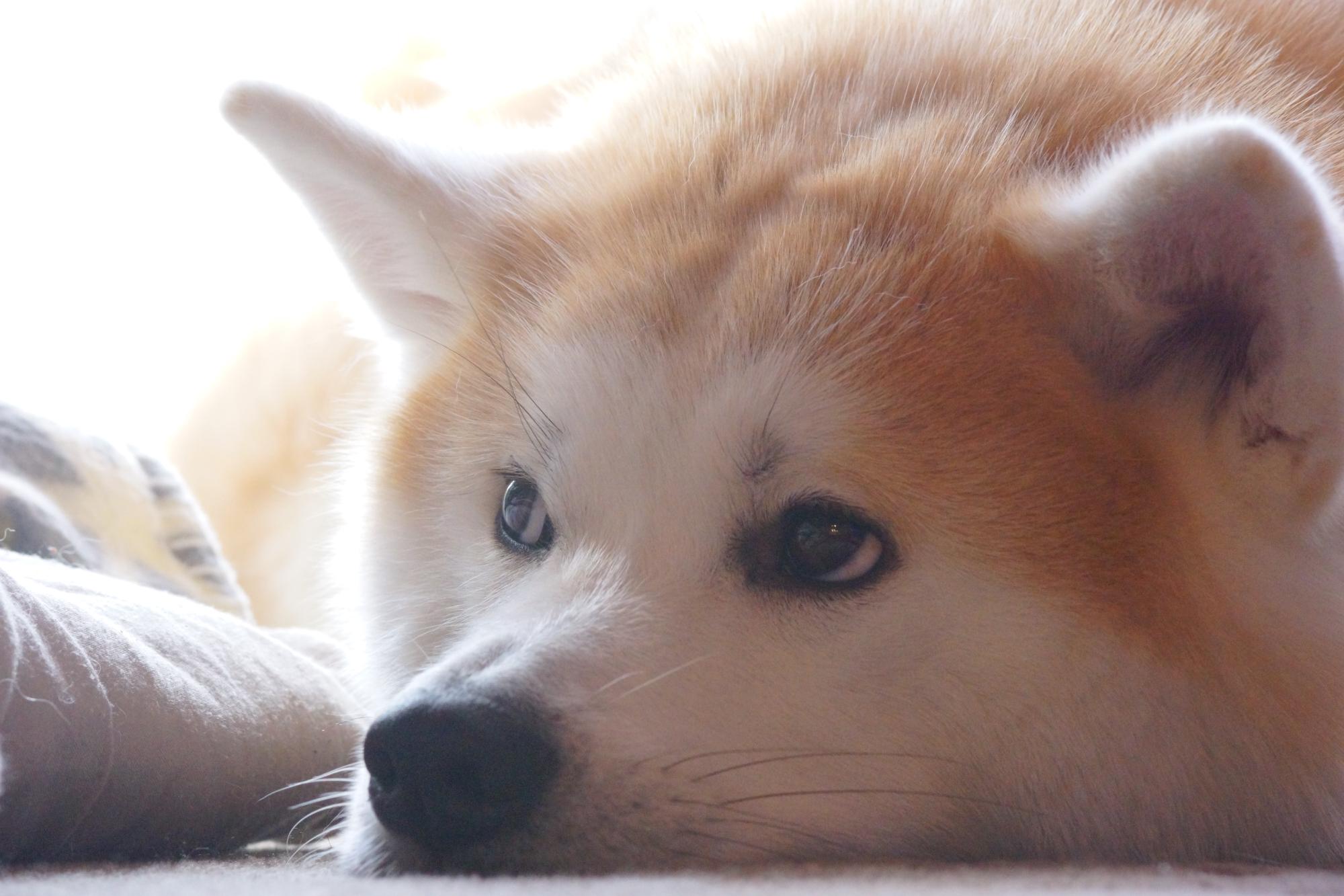 くつろぐ犬