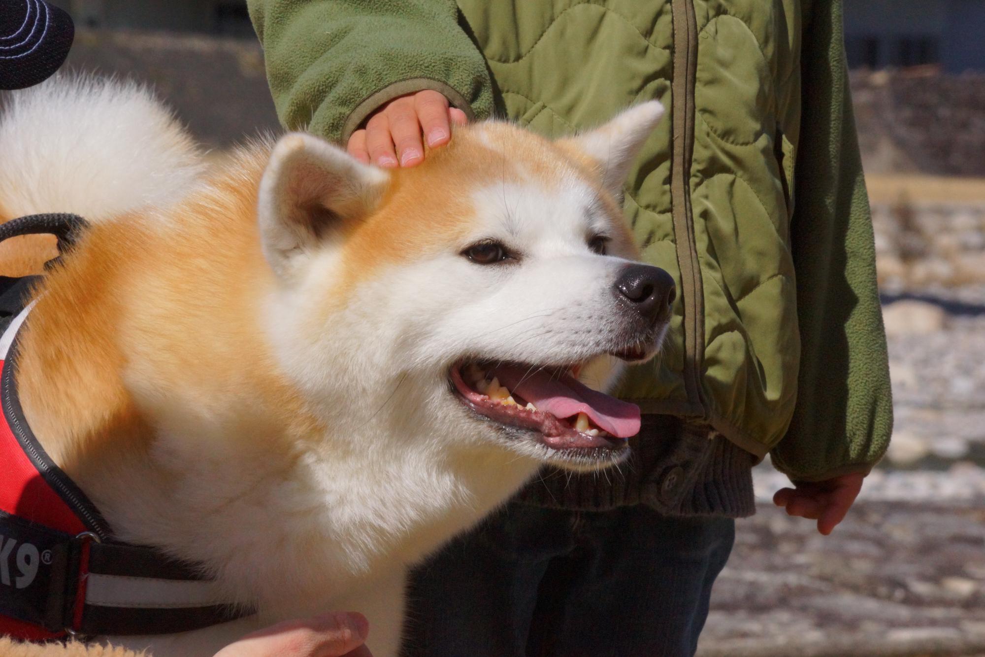 なでられている犬