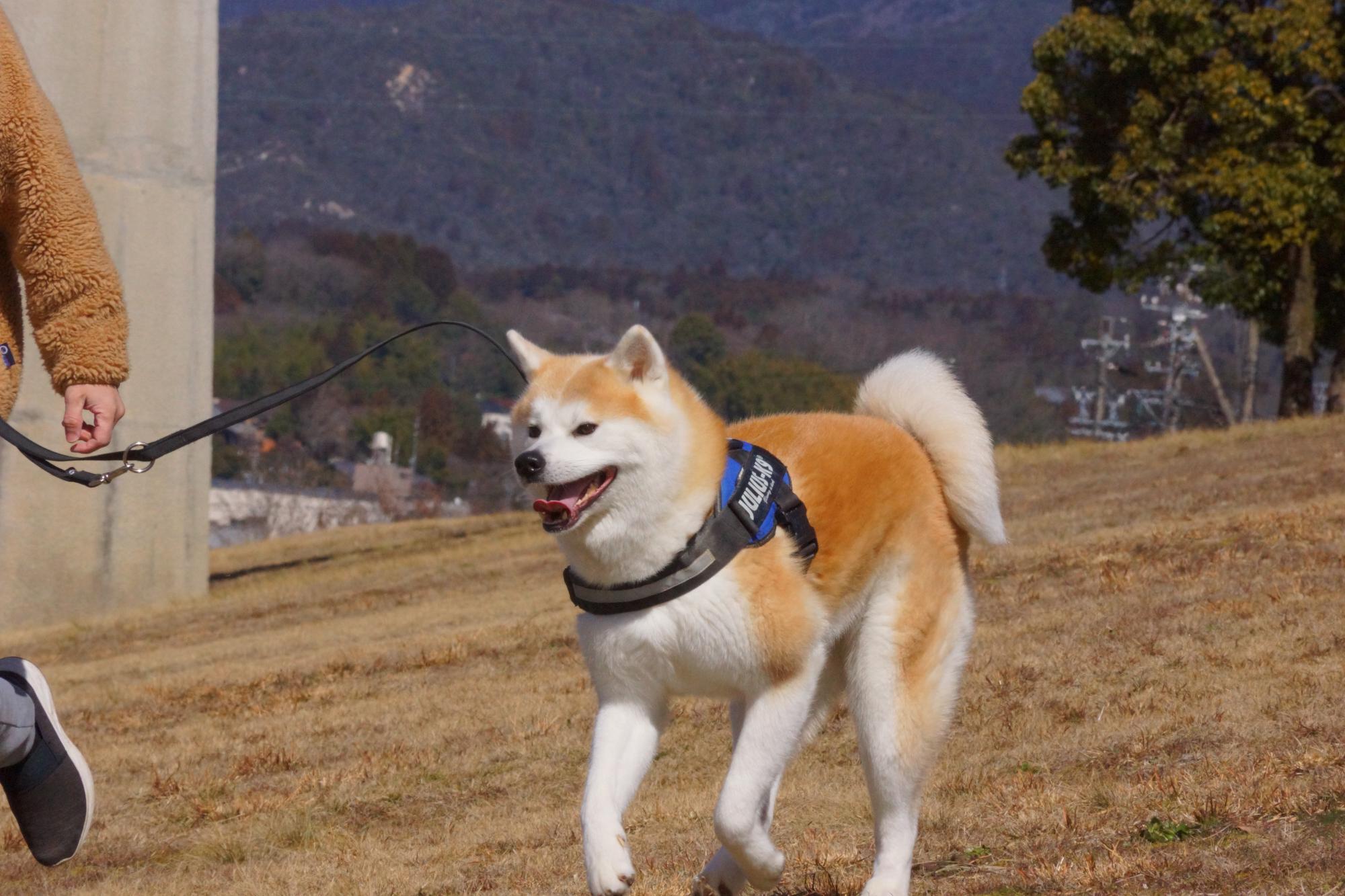 走り回る犬