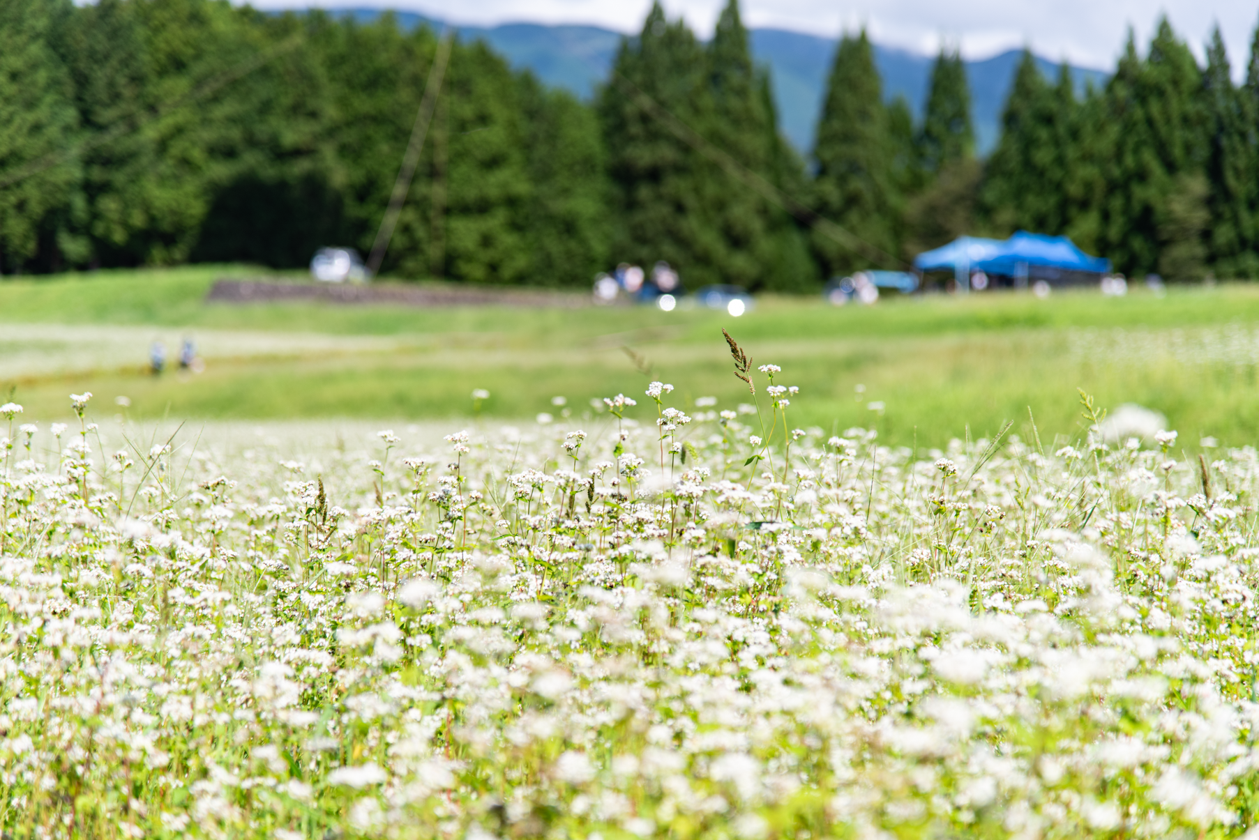 爽やかな景色が広がっています