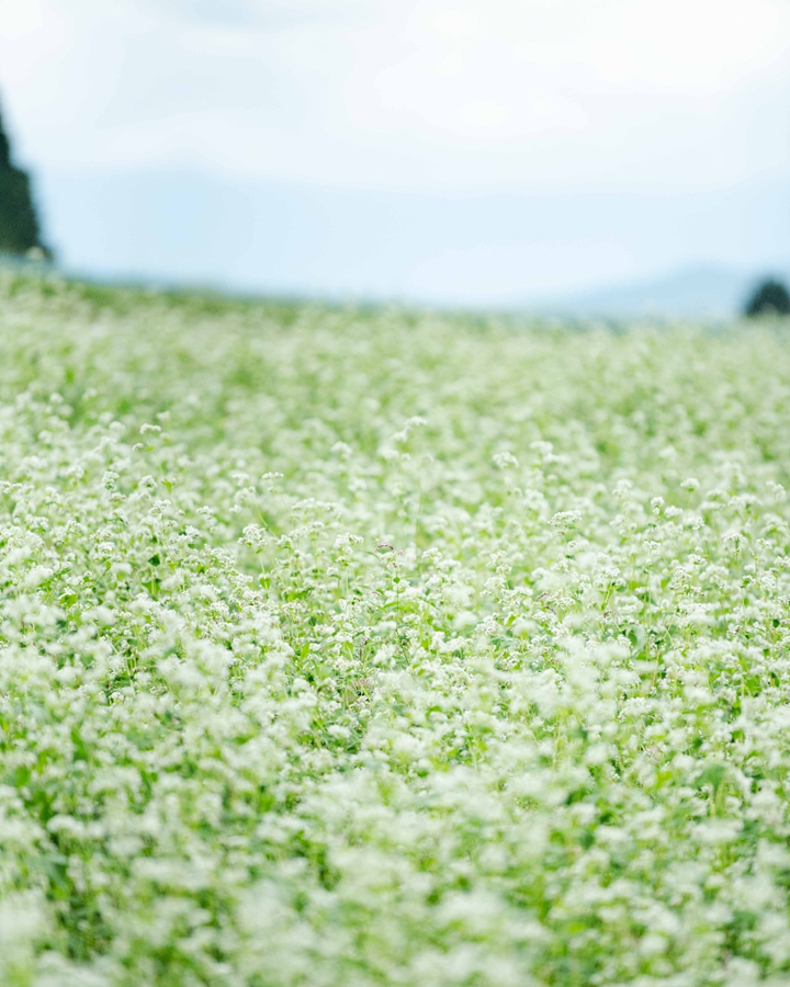 一面真っ白なそばの花畑