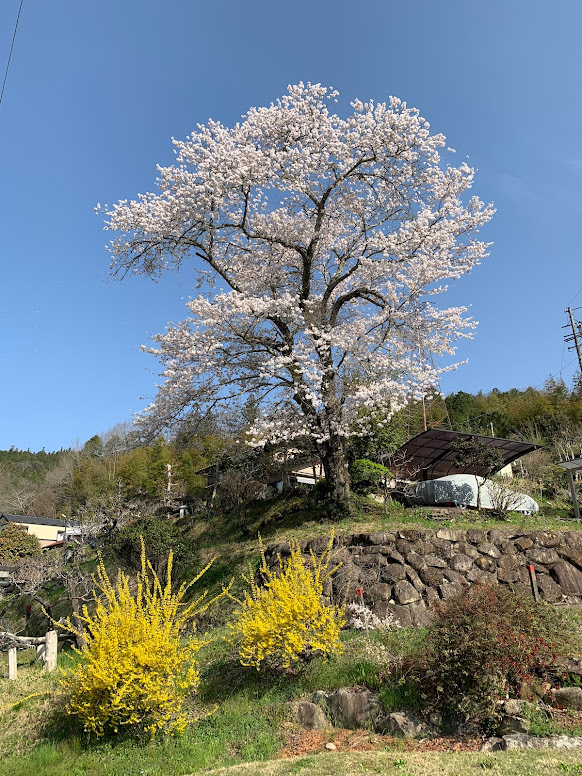 70周年をむかえた桜の記念樹