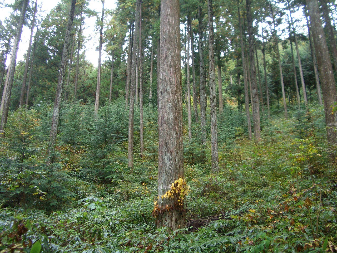 ヒノキ備林
