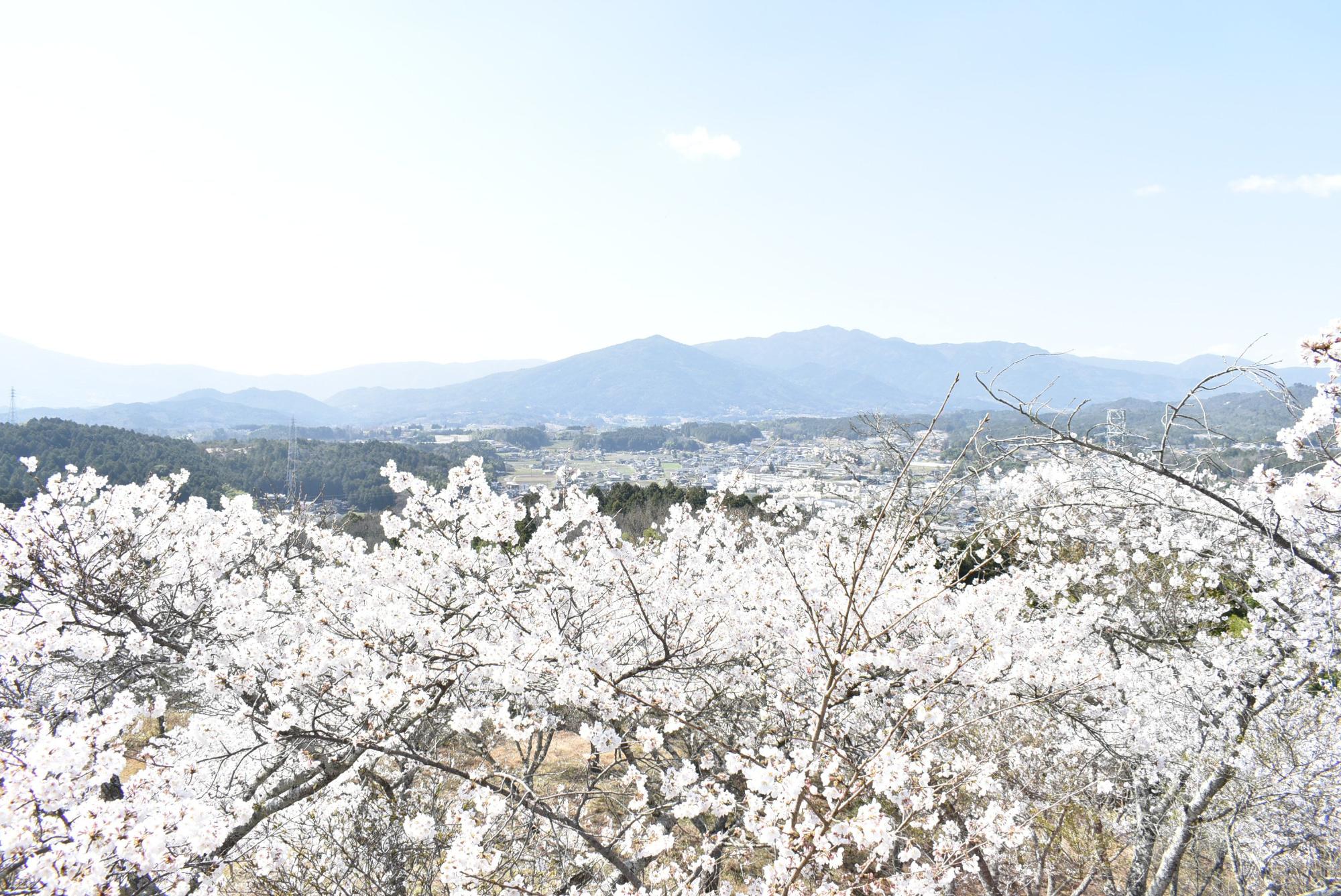 展望台からの桜