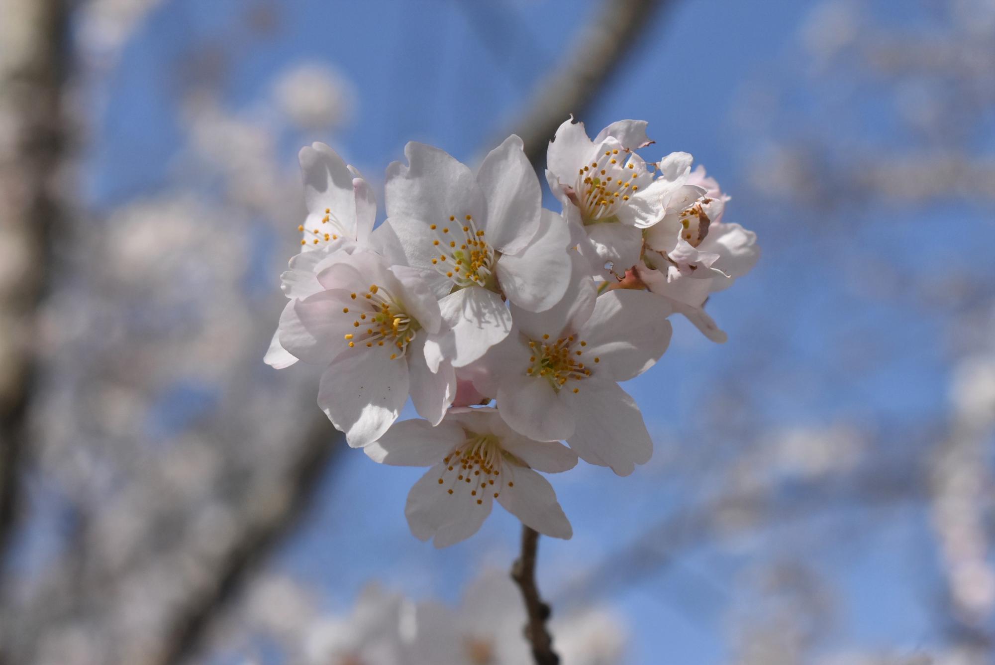 白い桜のアップ