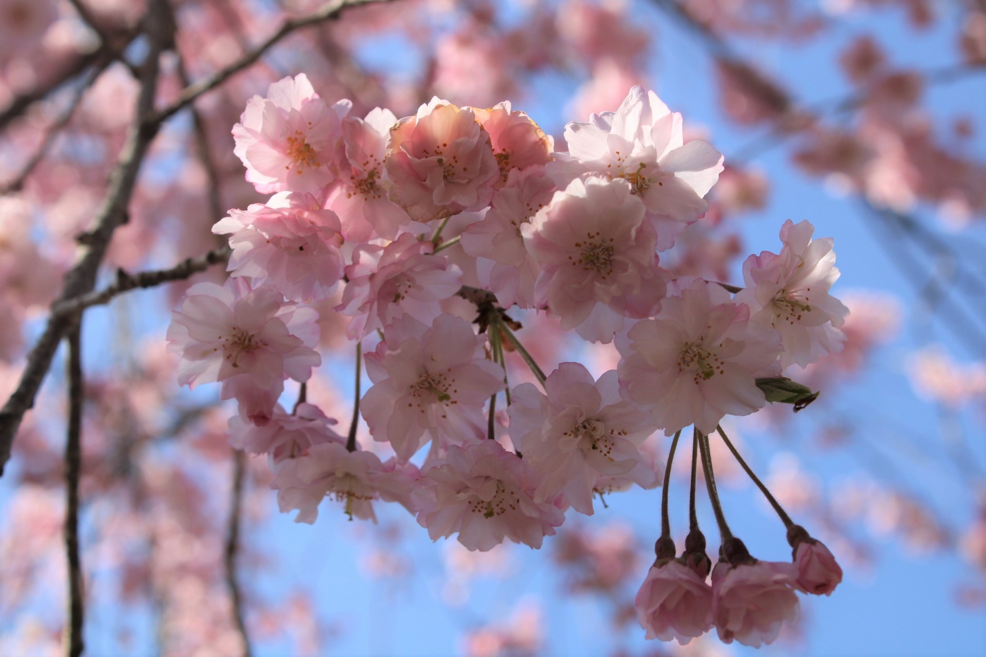 ピンクの桜のアップ