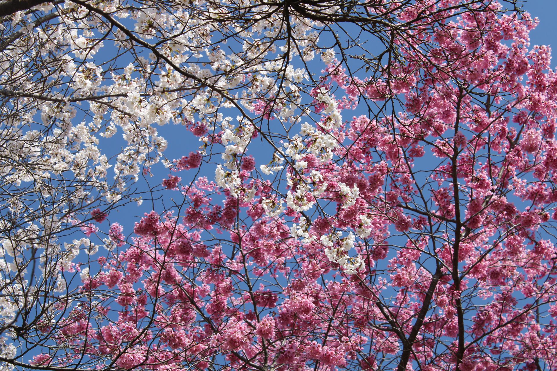 白とピンクの桜