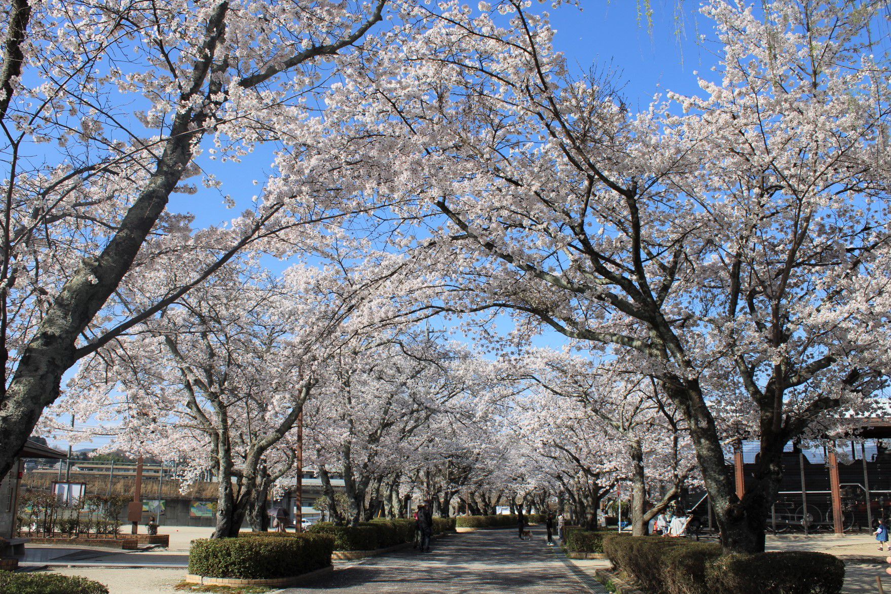 本町公園の桜