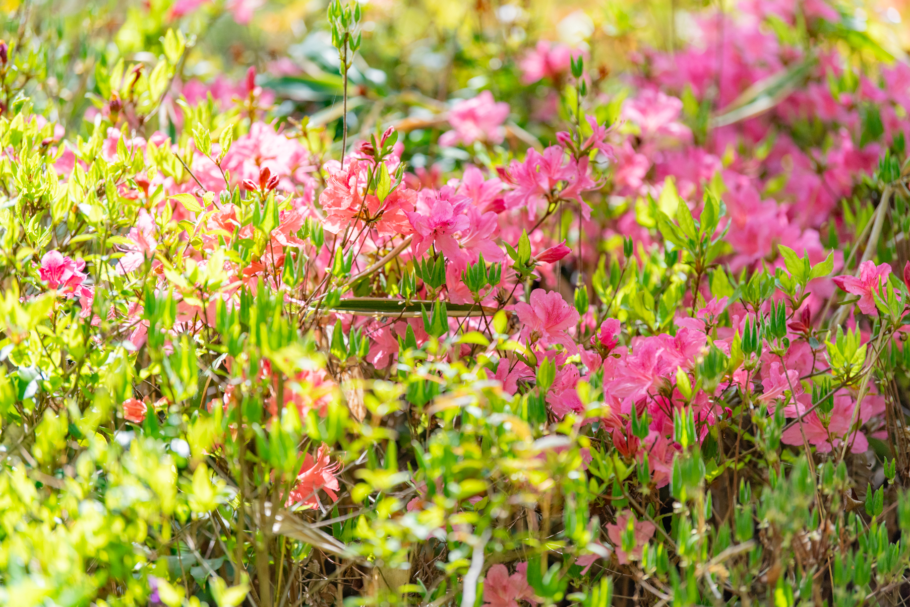 ツツジ以外も春の花が楽しめる