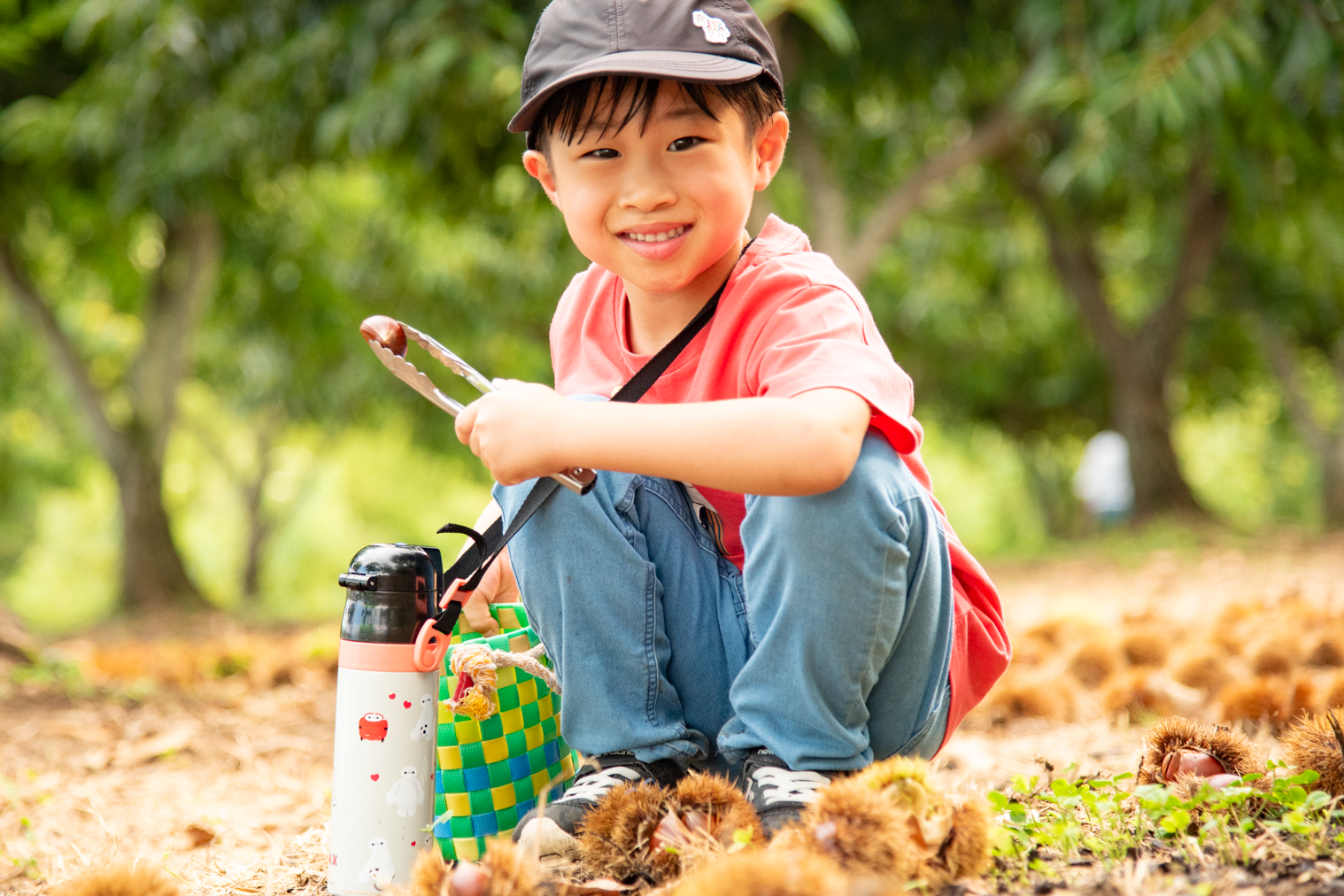 栗ひろいをしている男の子