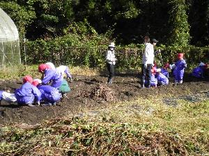 サツマイモほり2