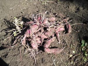 サツマイモほり3