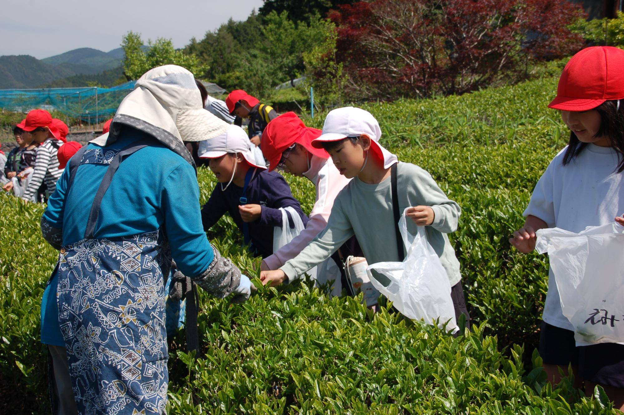 茶摘み3