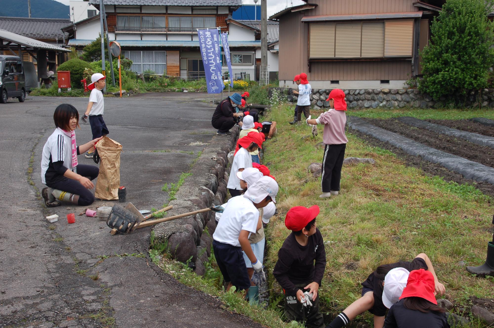 里芋苗植え3