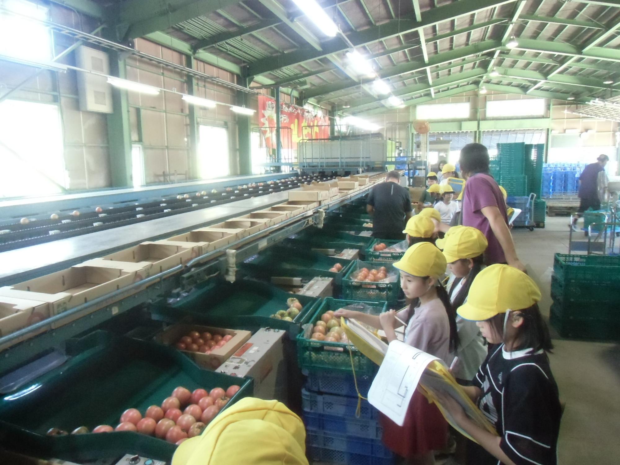 トマト選果場の見学