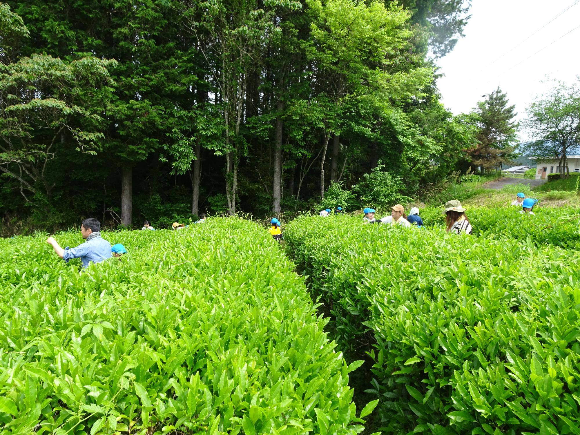 お茶摘み体験