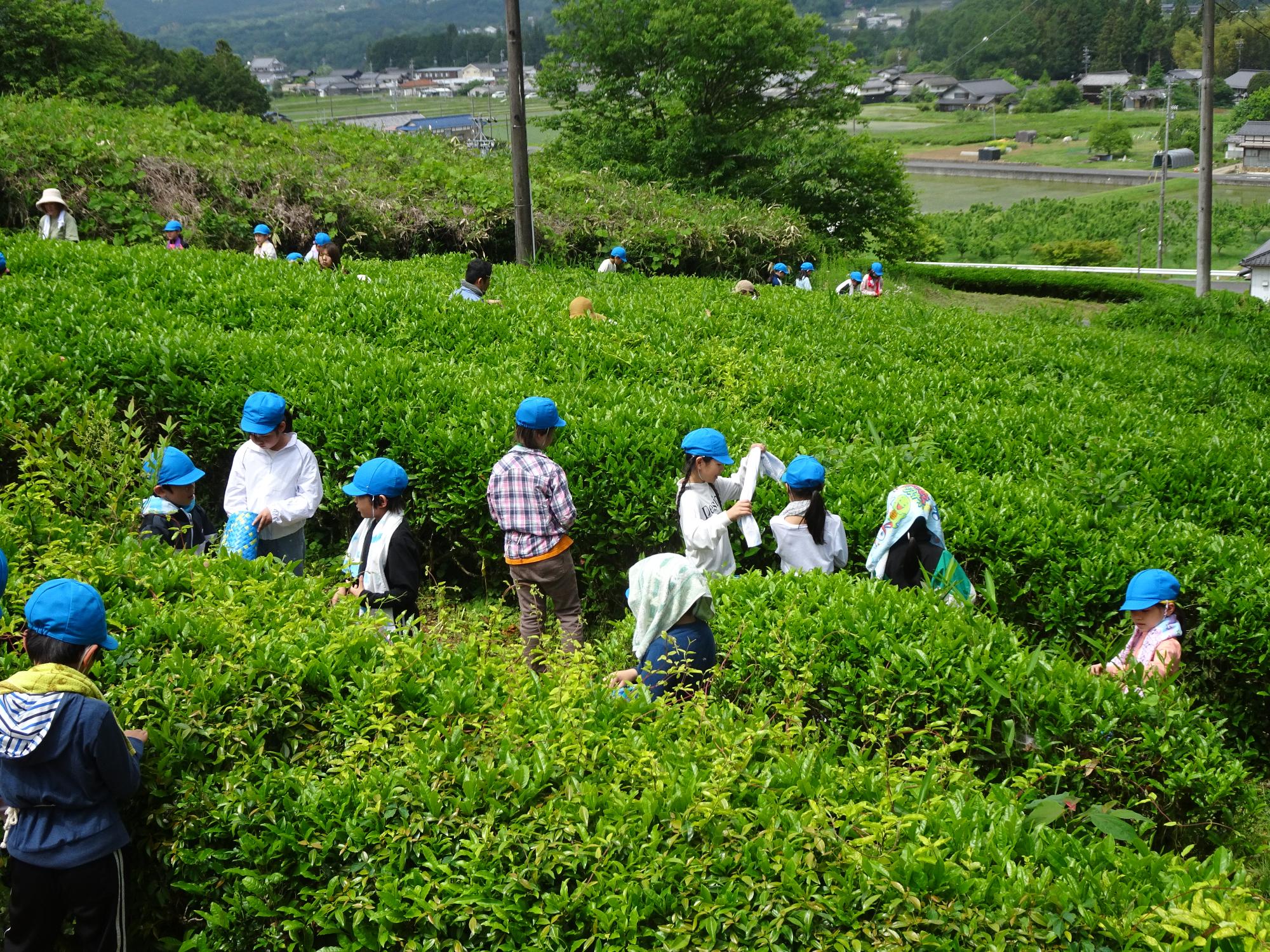 茶摘み