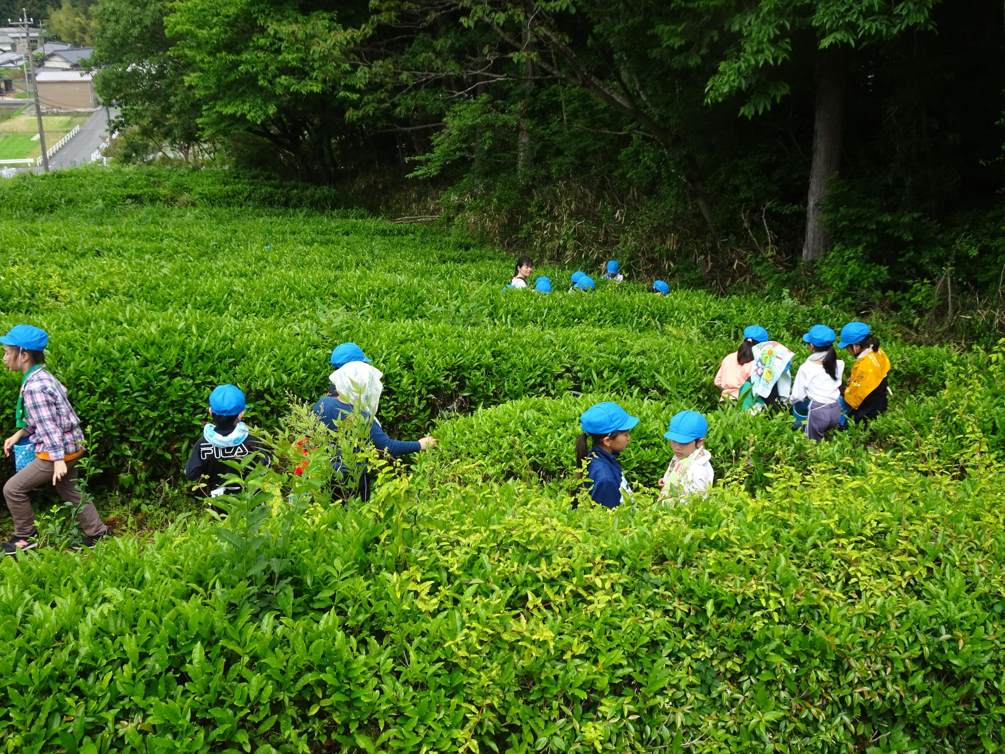 茶摘み