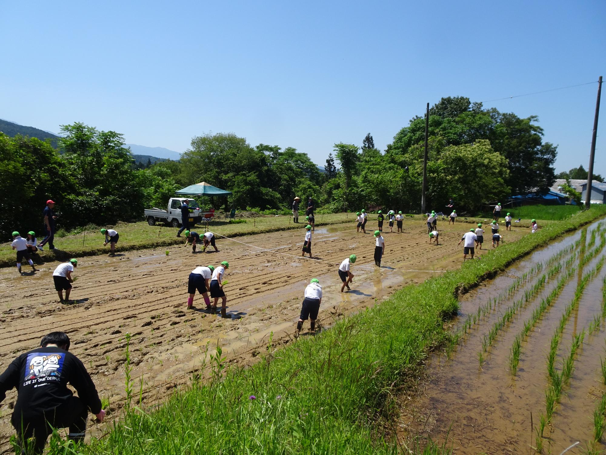 田植え体験