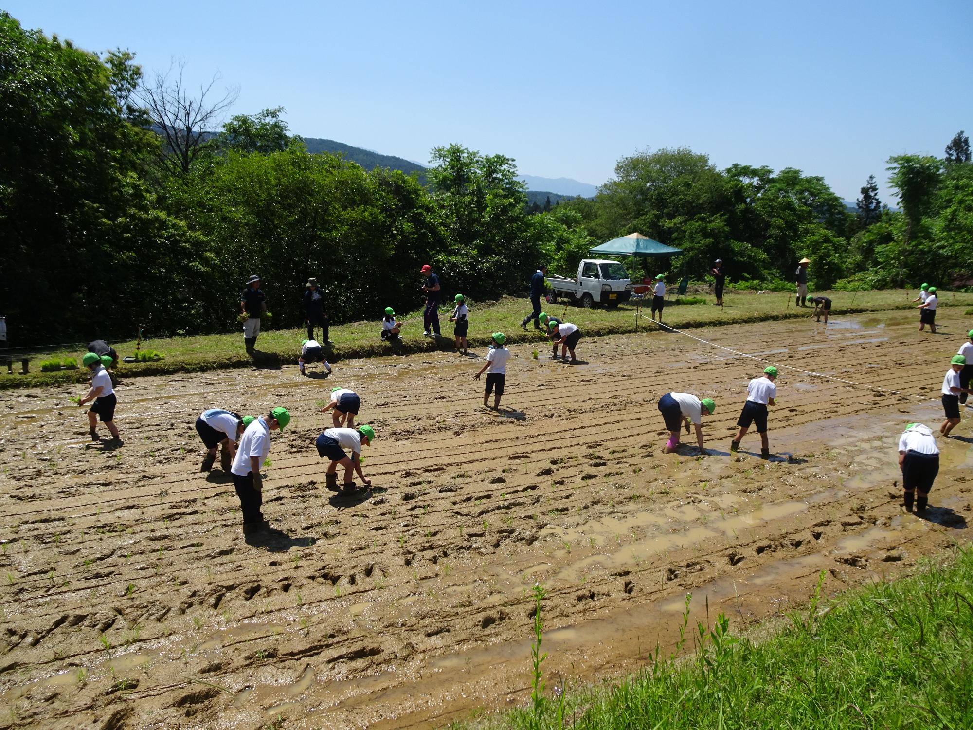田植え体験