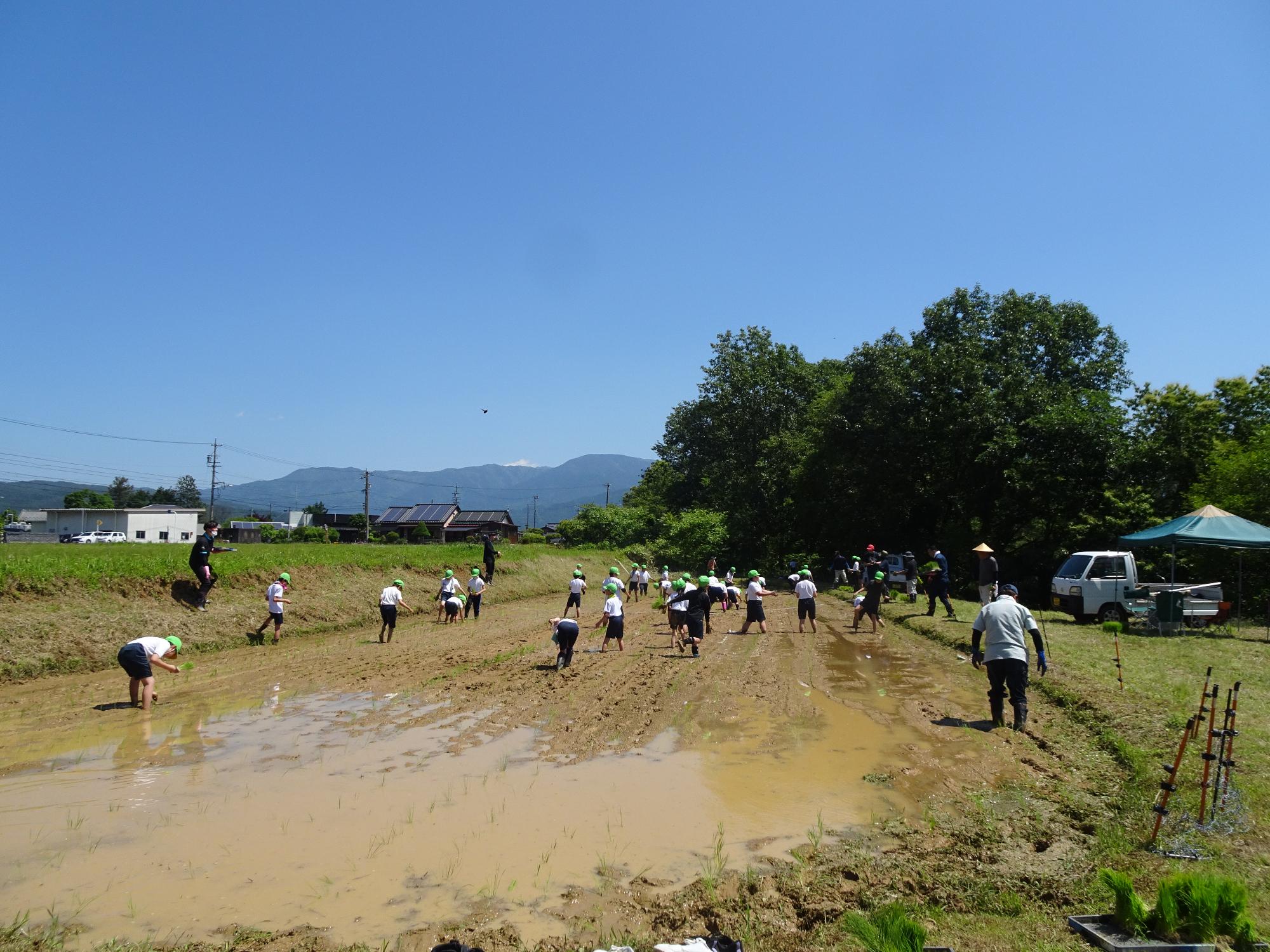 田植え体験