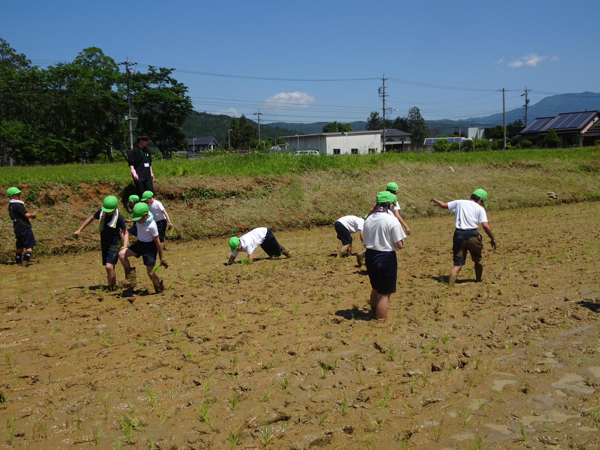 田植え体験