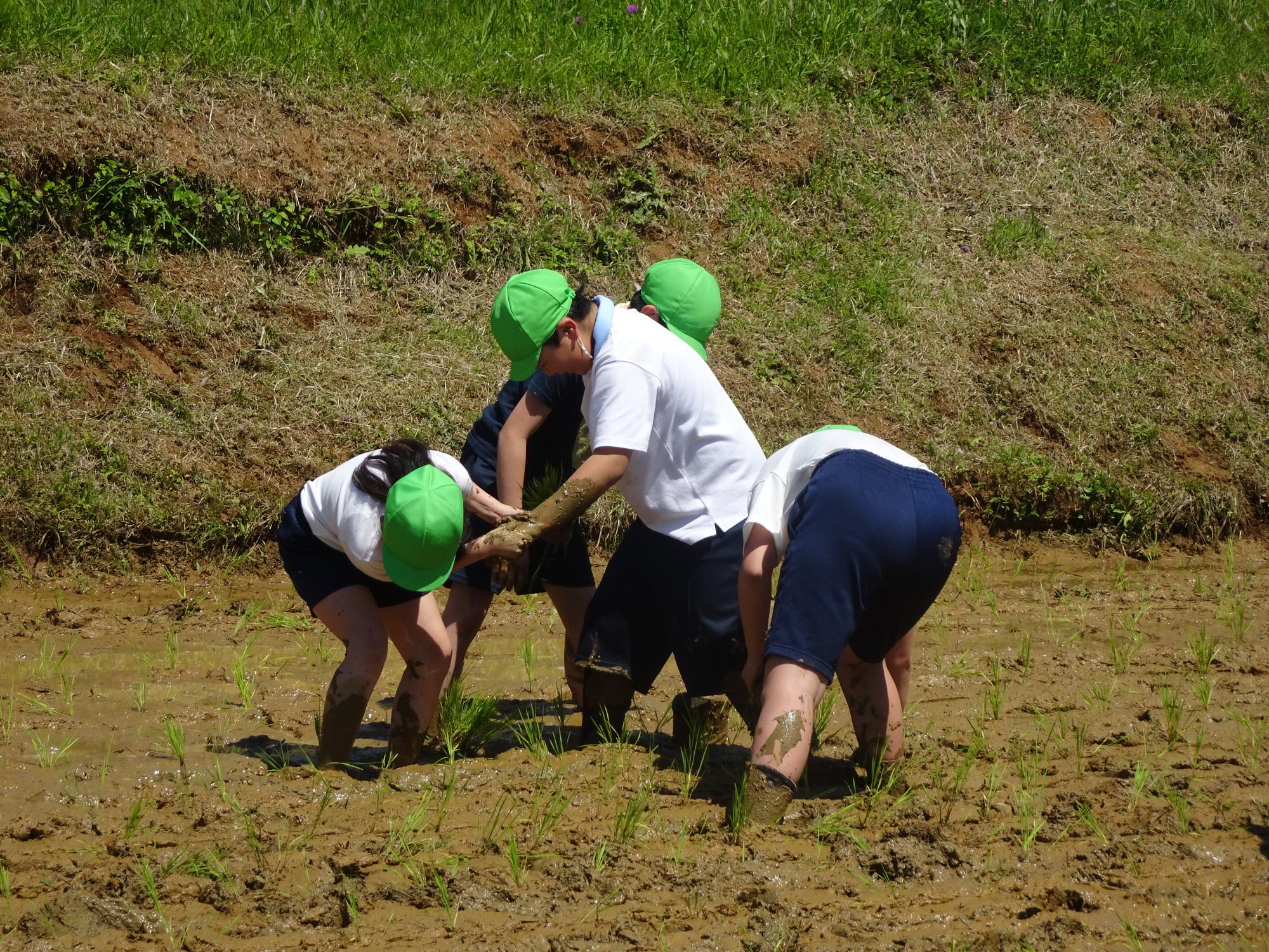 田植え体験
