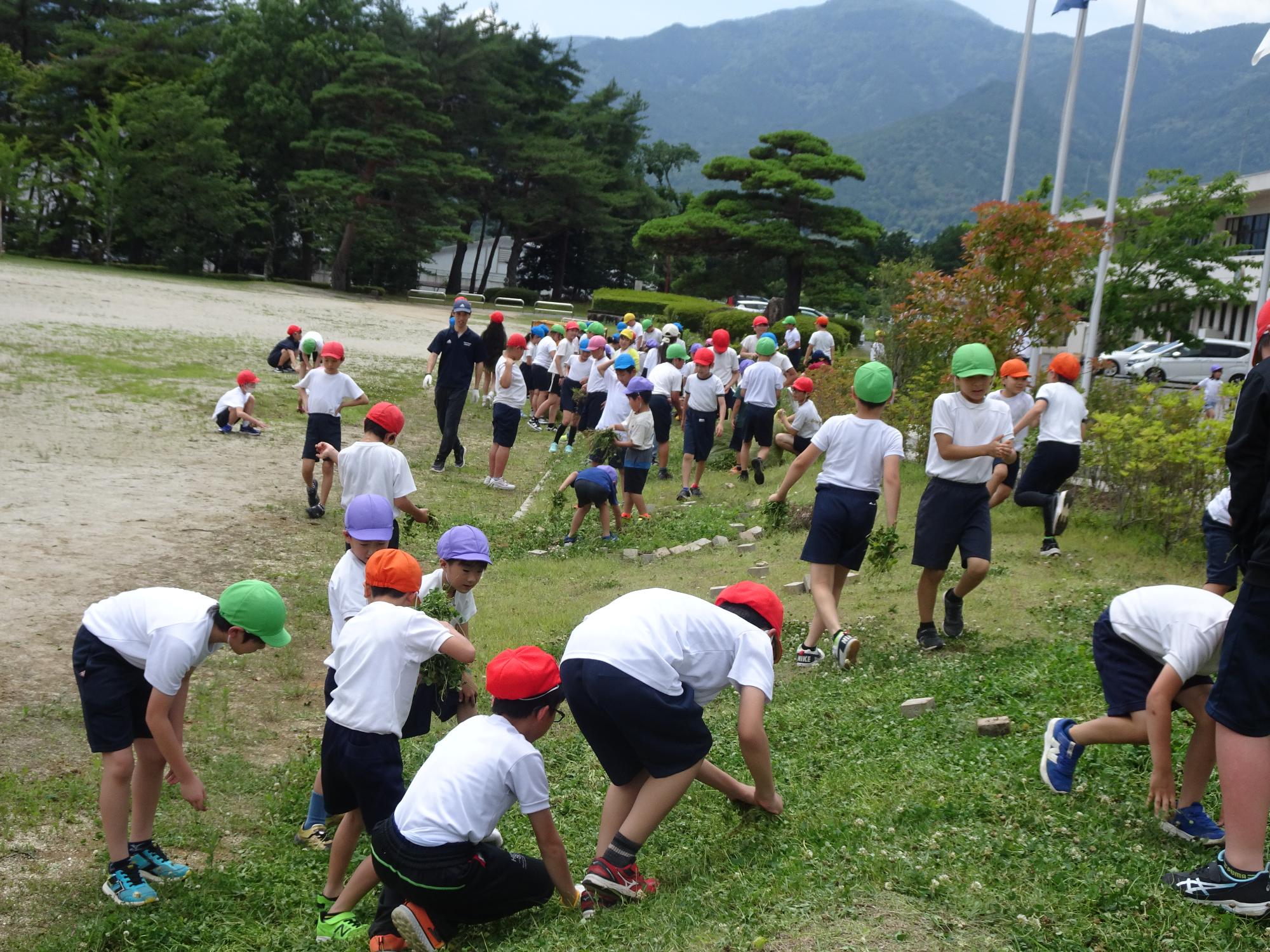 草取りをする子どもたち