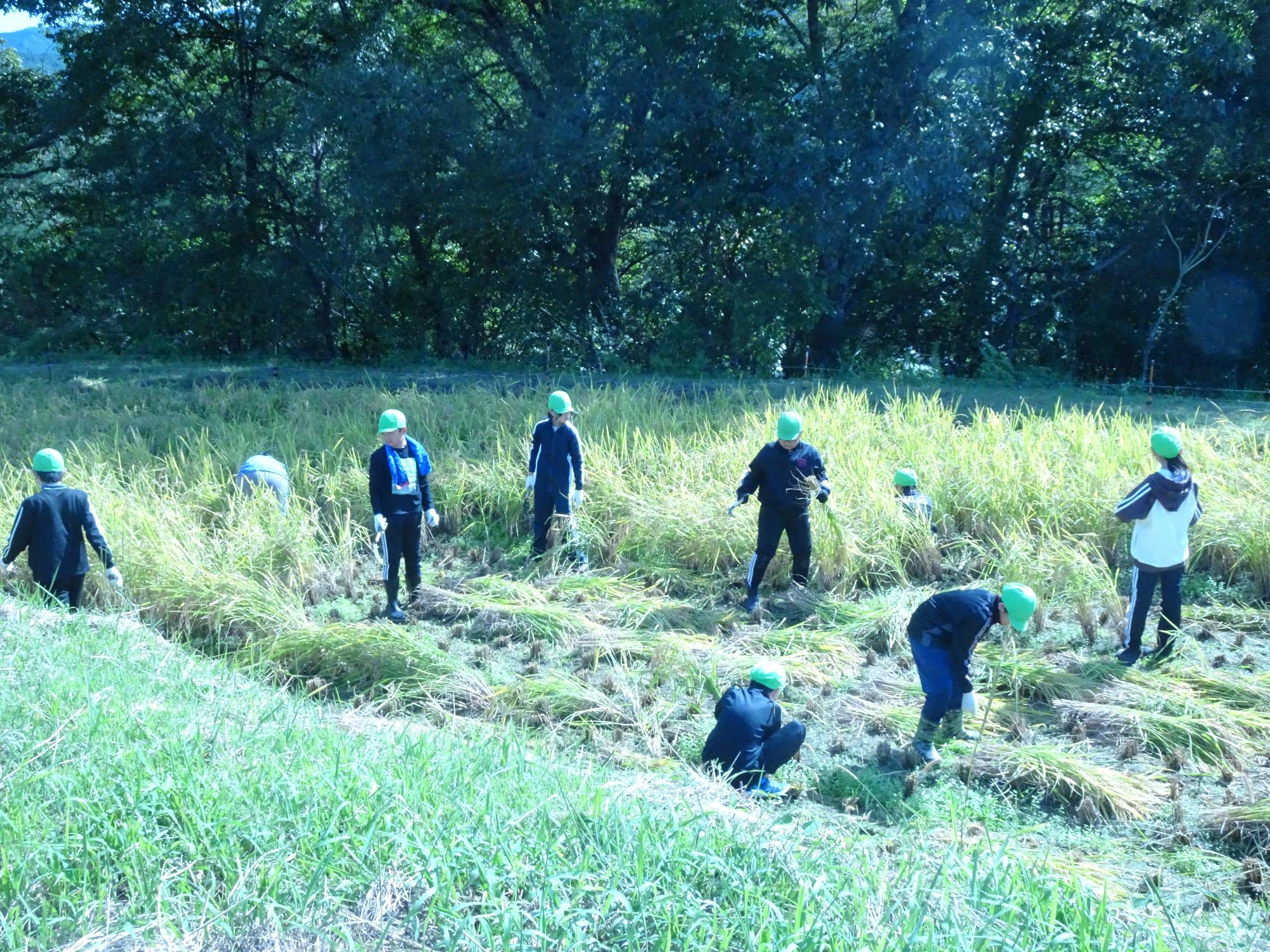 稲刈りをする子どもたち