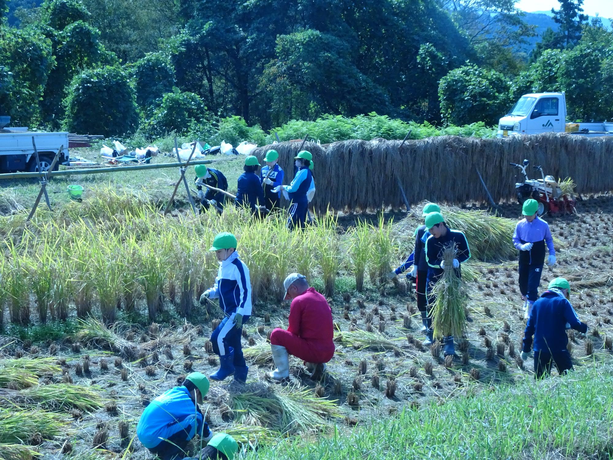 稲刈りをする子どもたち