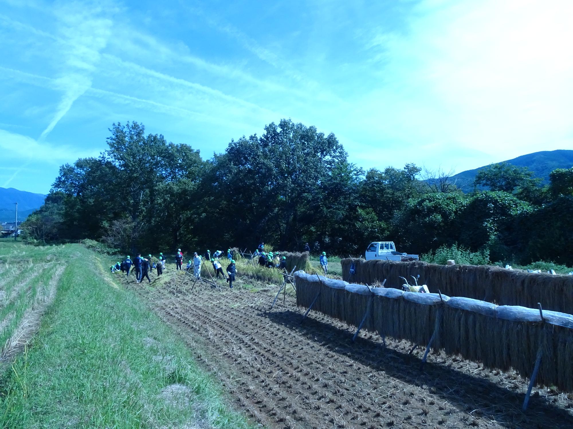 稲刈りの田んぼ