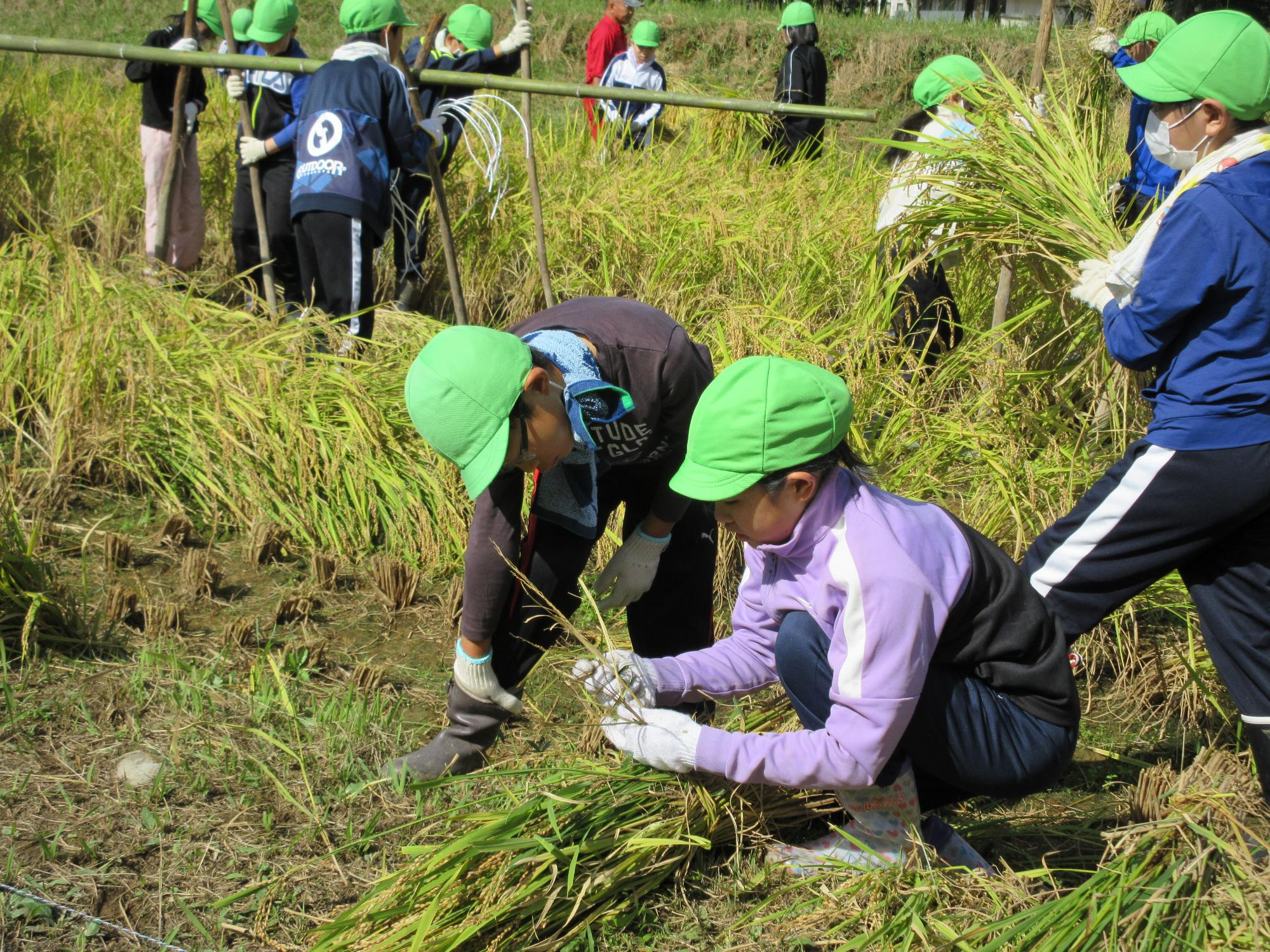 稲を束ねる子ども