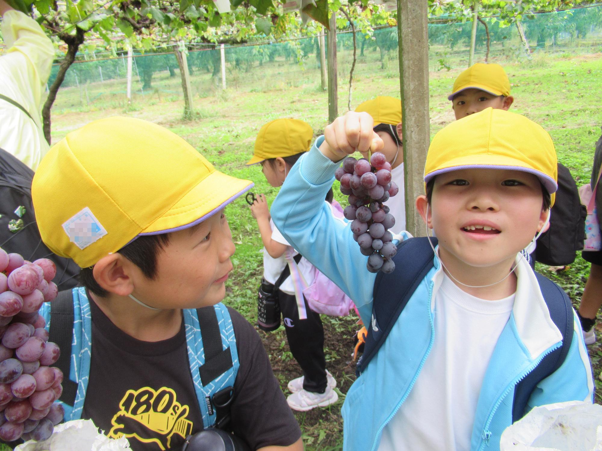 ぶどうを取る子