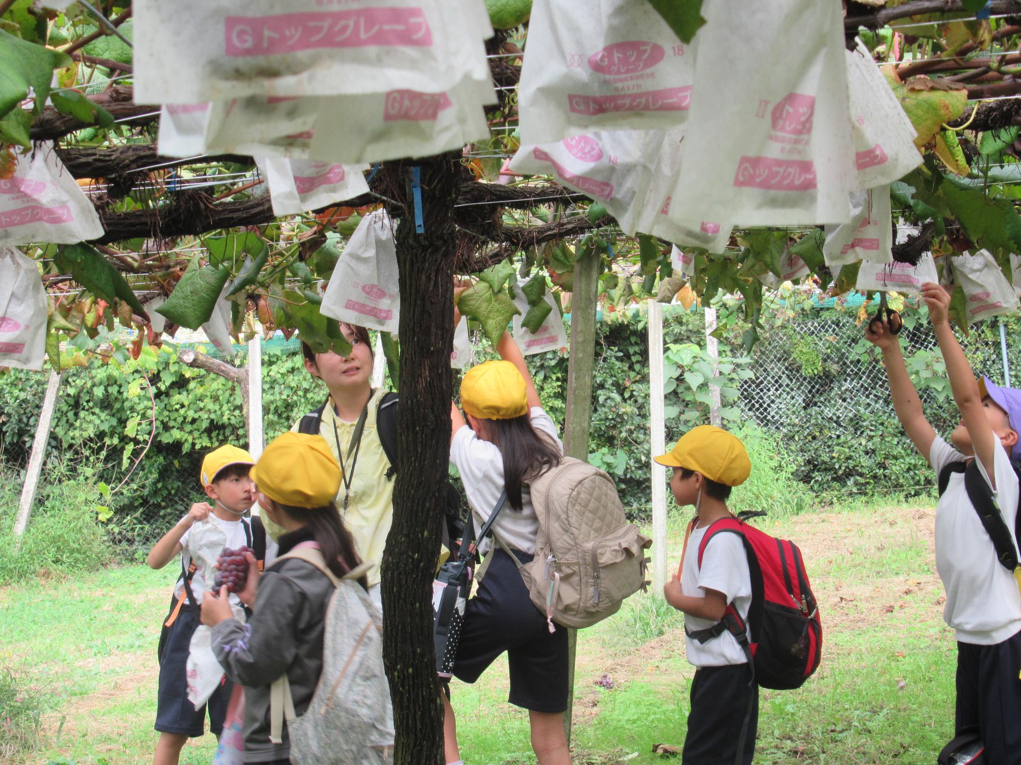 ぶどう取りをする子