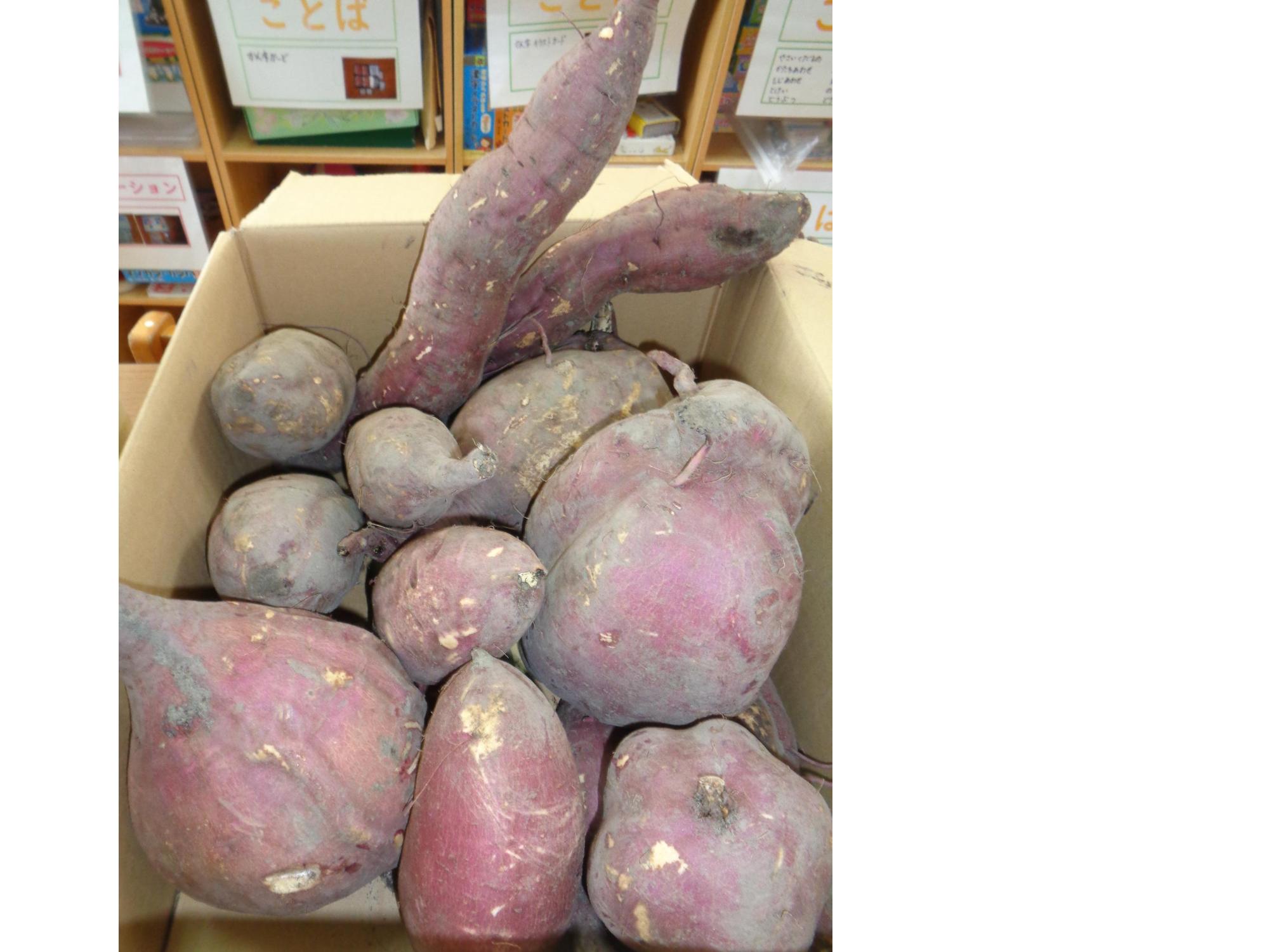 サツマイモとれた