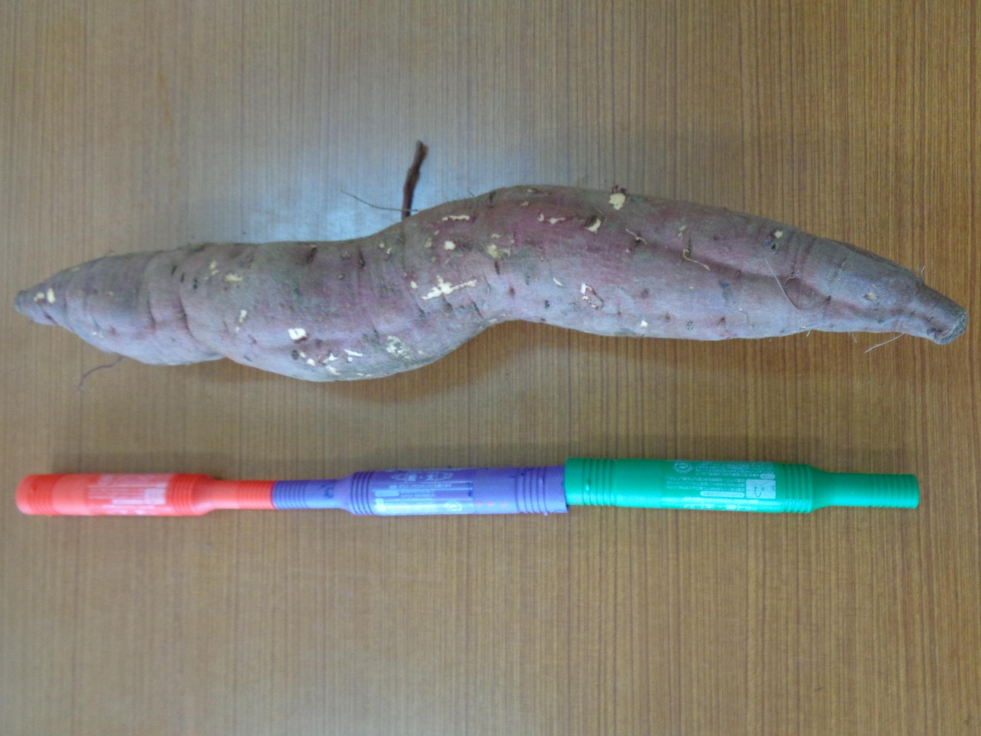 かなり長いお芋