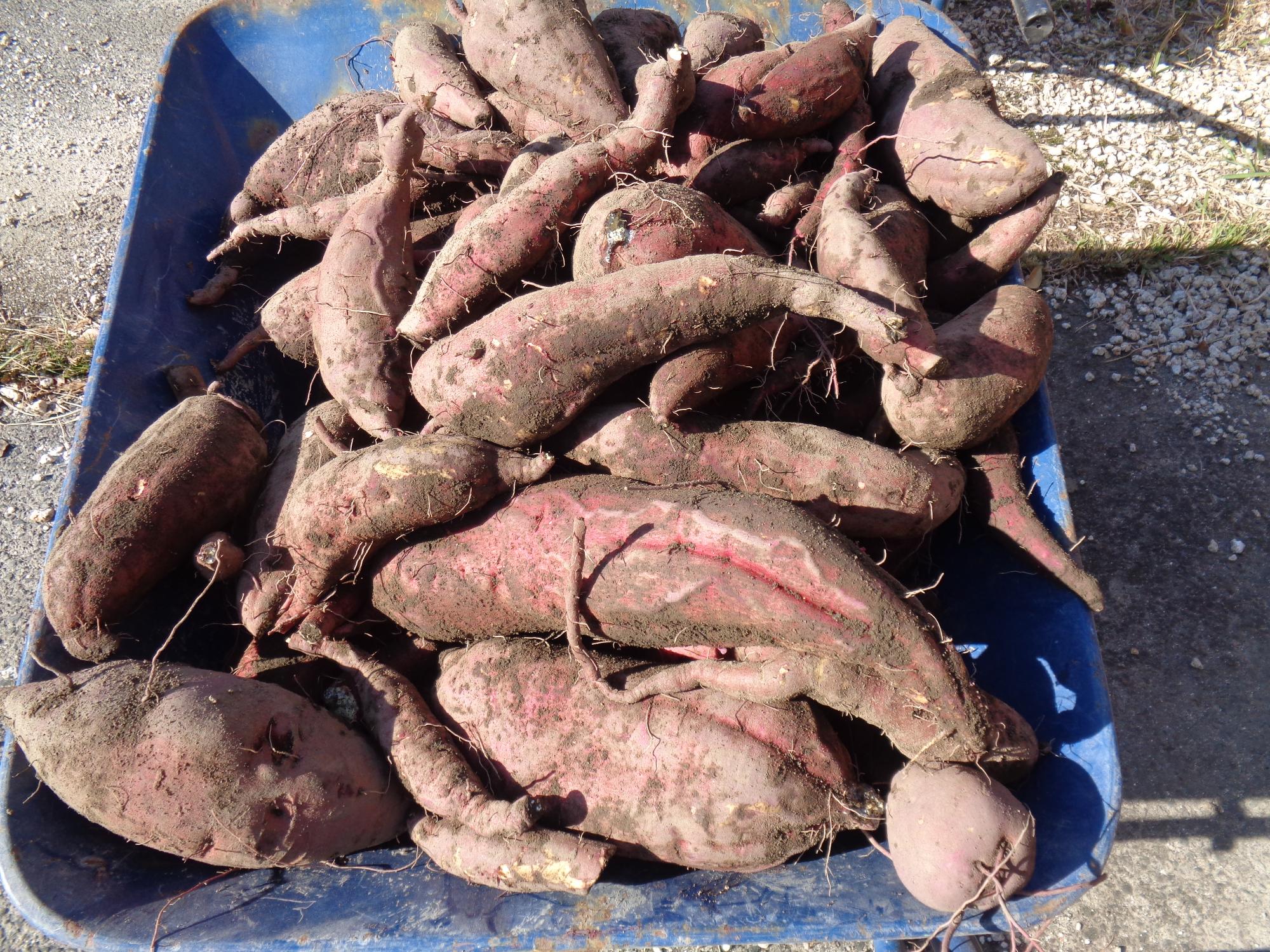 たくさんのいも
