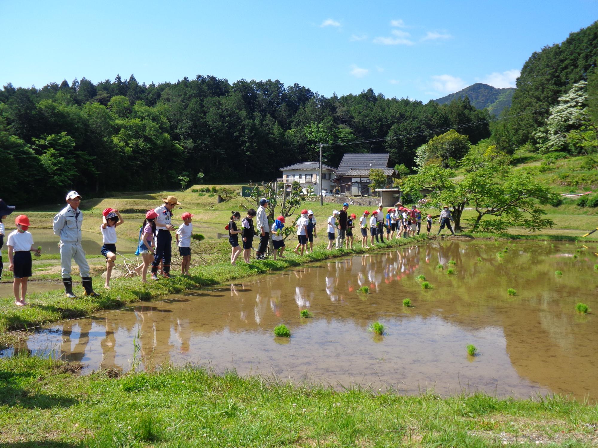 田んぼは初めて