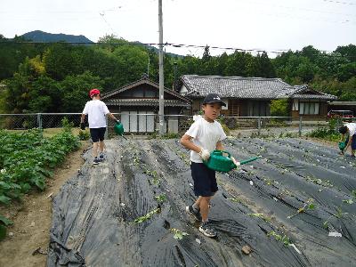 水やり