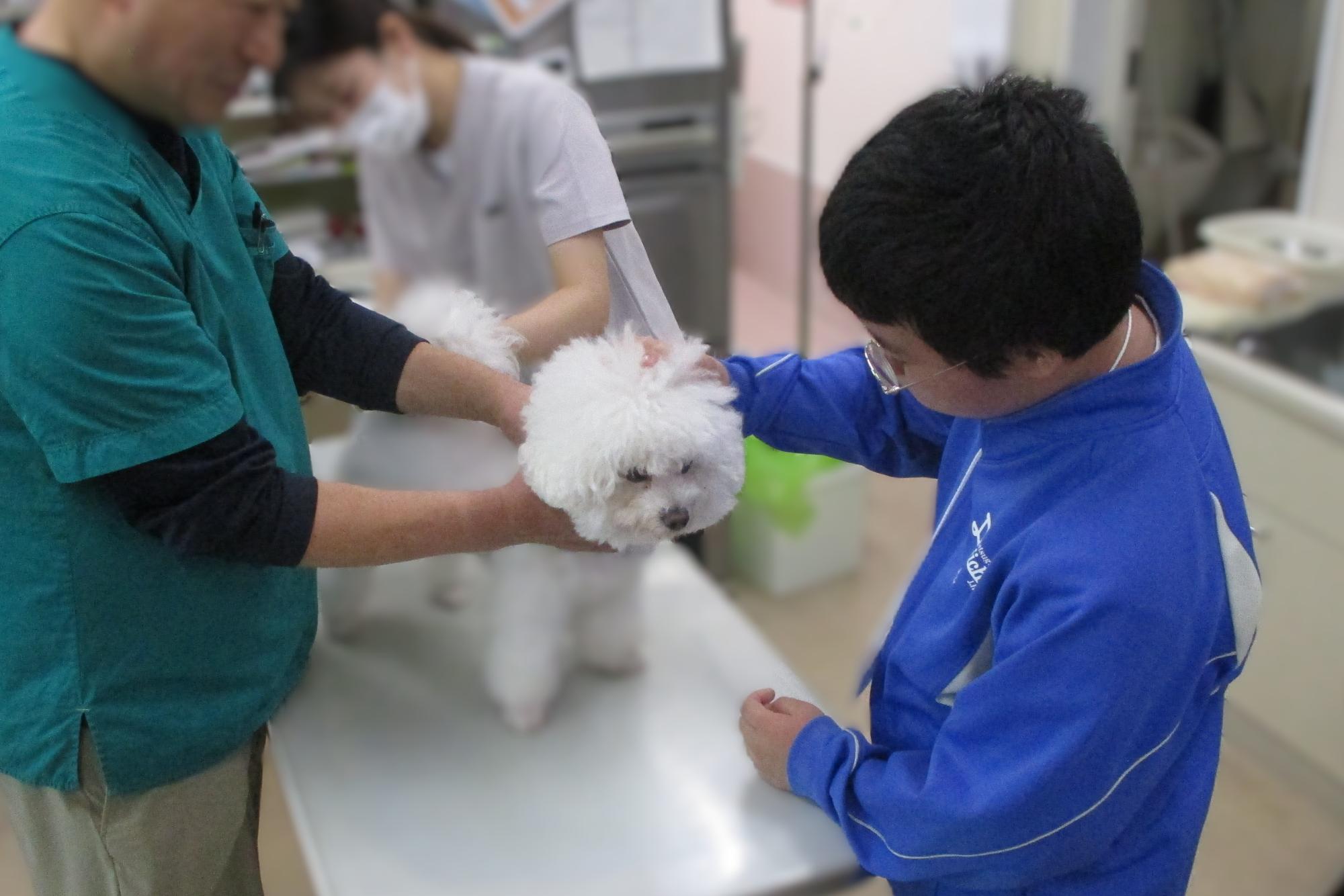 動物病院での体験