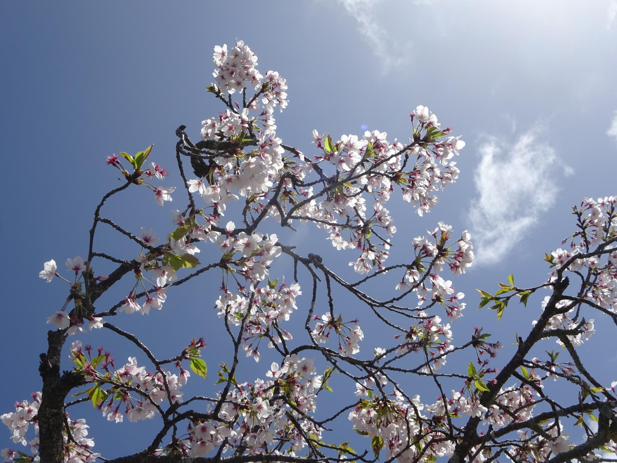 青空に桜
