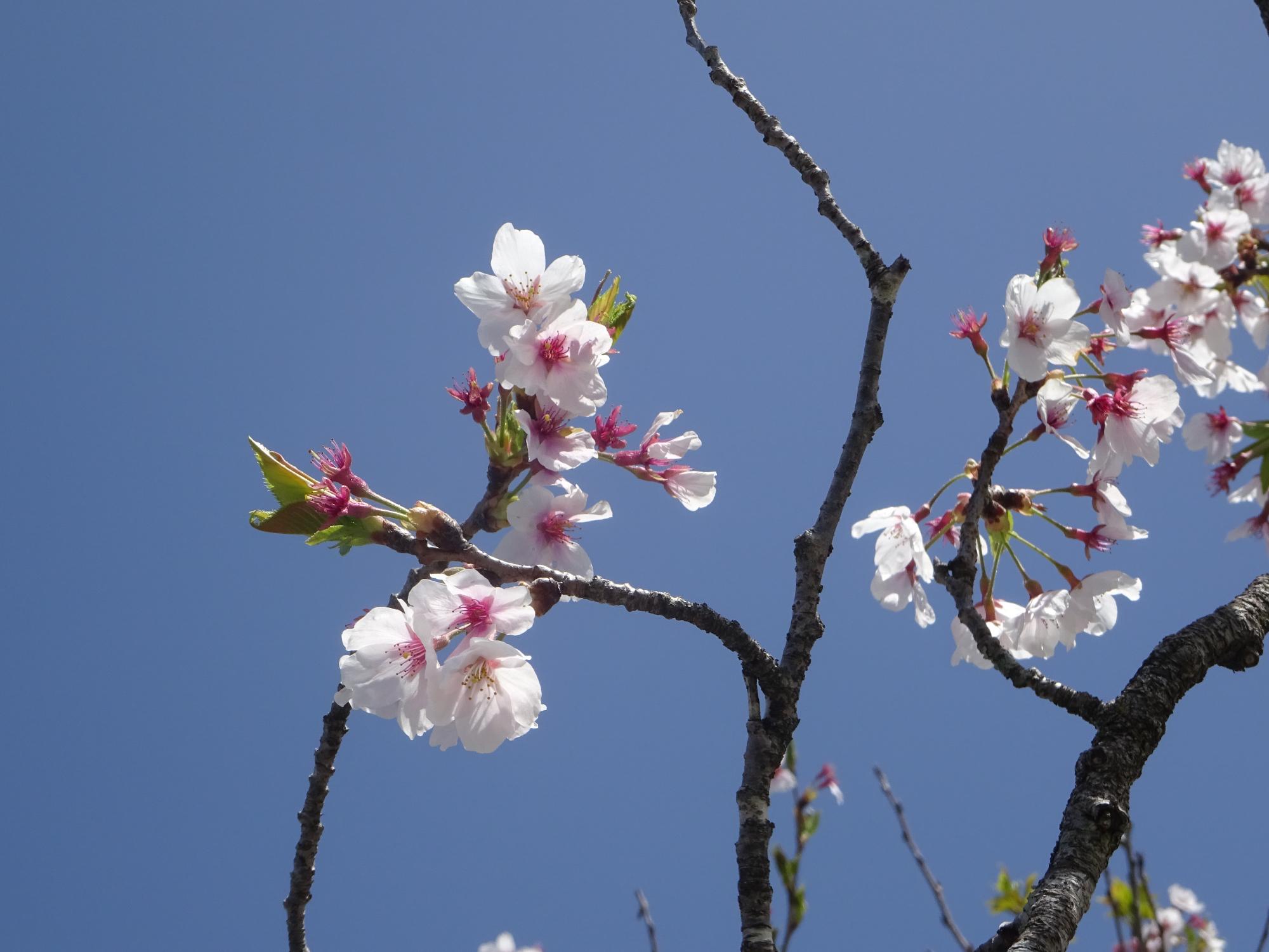 きれいな桜の花びら