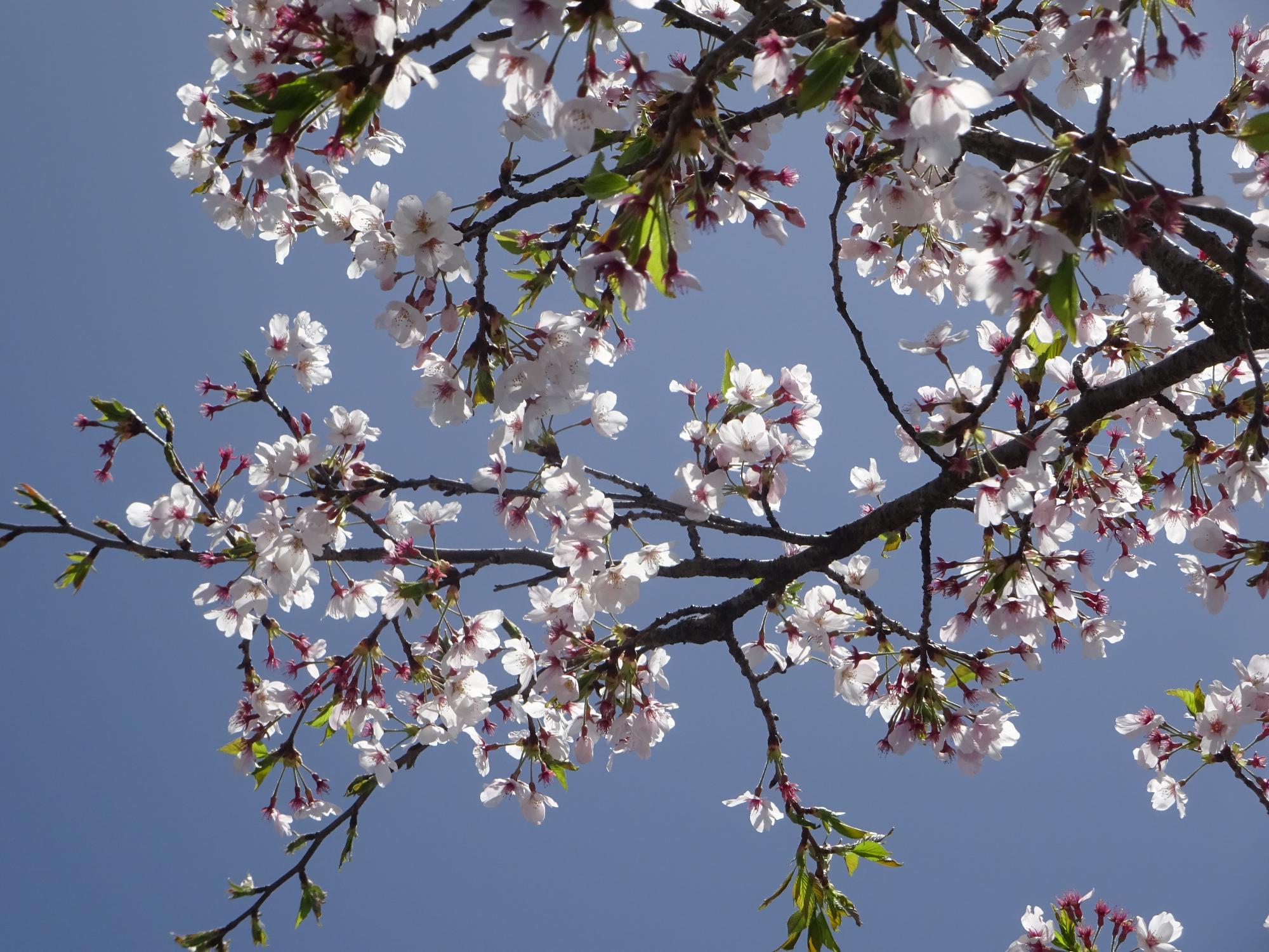 校庭の桜
