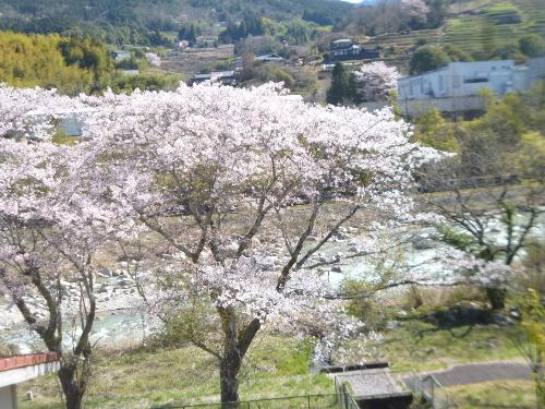 落合川と桜並木